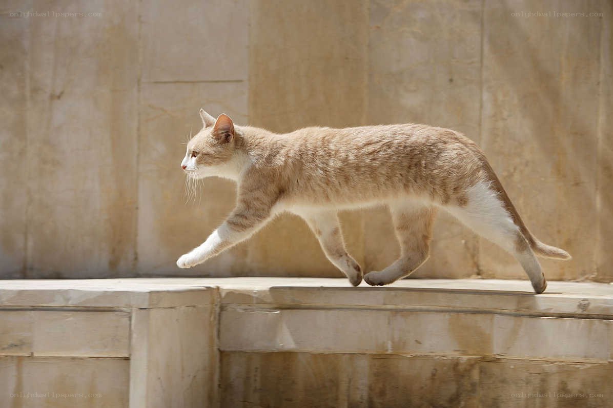 cat walking on stone ledge