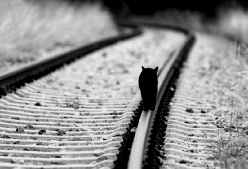 cat walking on train tracks
