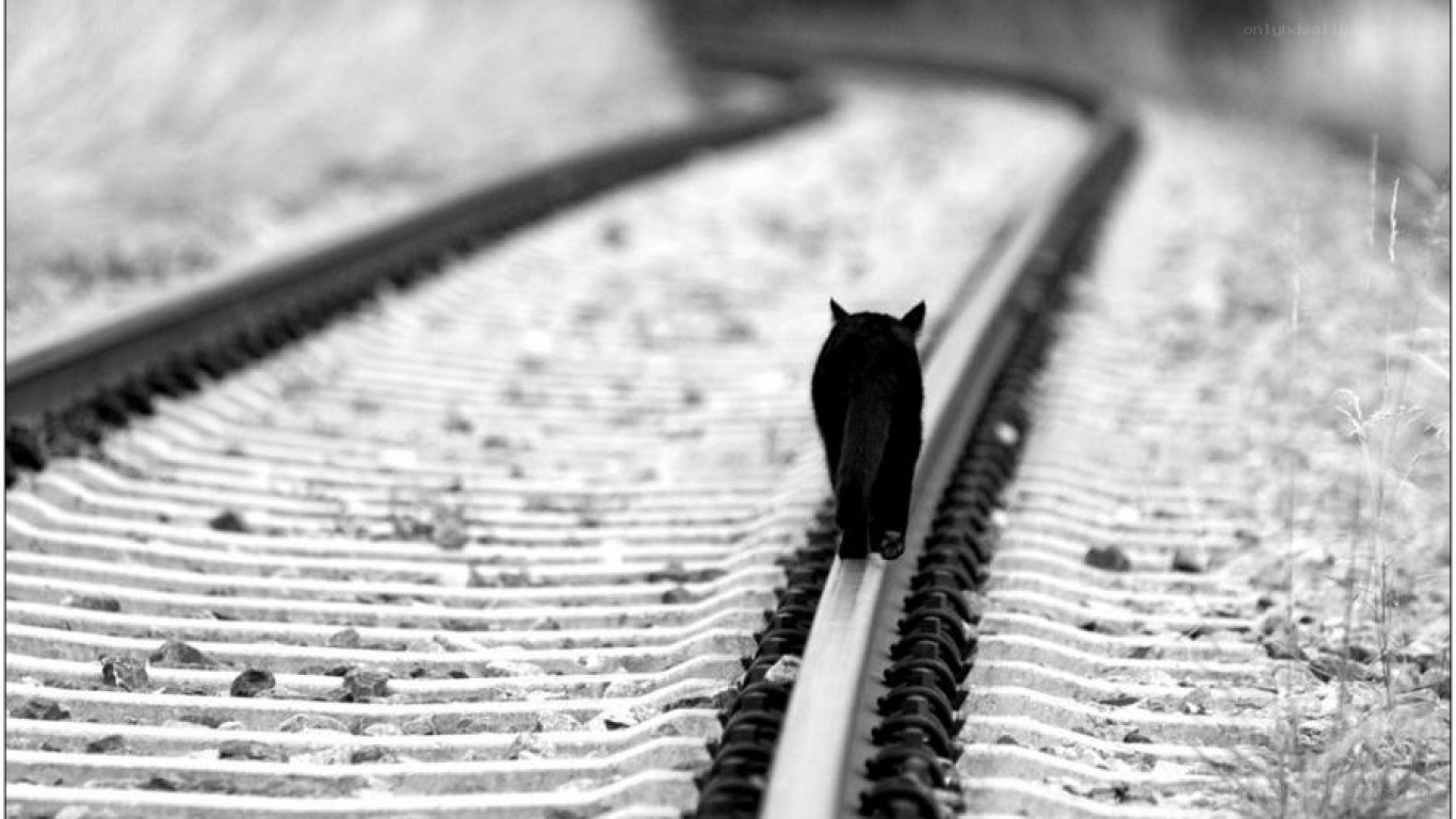cat walking on train tracks
