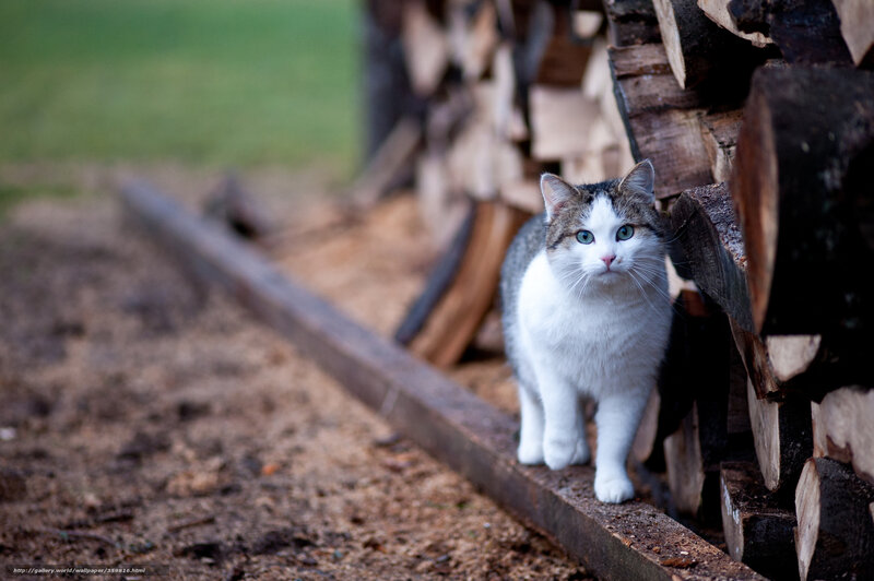 Cat Walking on Wood