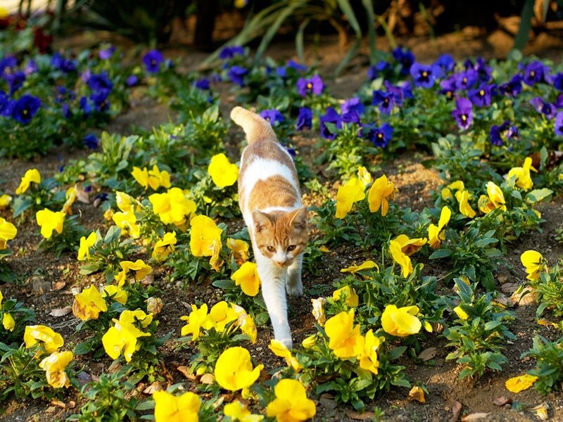 cat walking through flowers