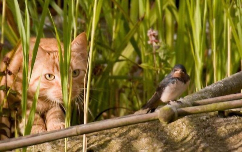 Cat watching a bird