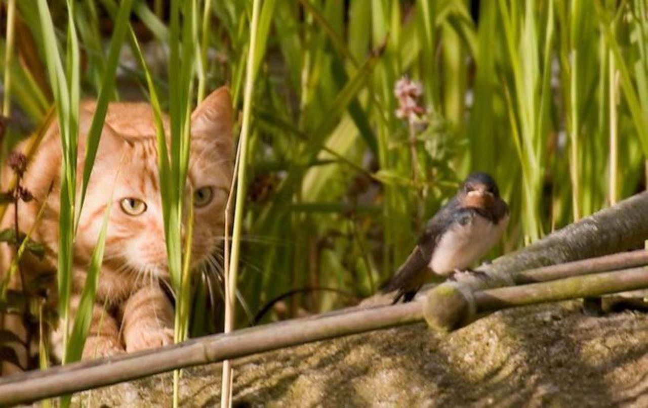 Cat watching a bird