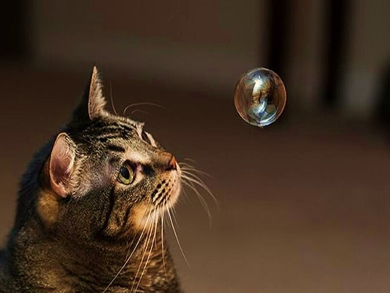 cat watching a bubble