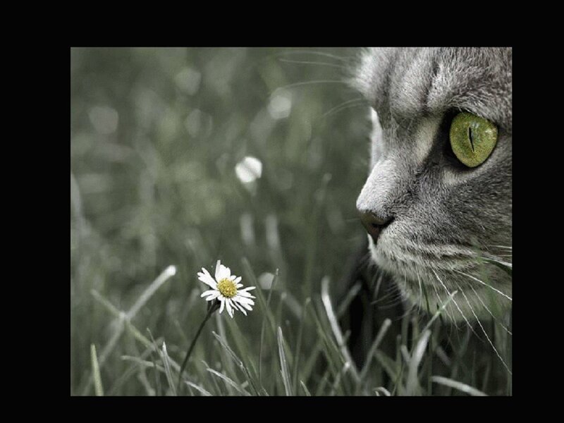 cat watching a daisy