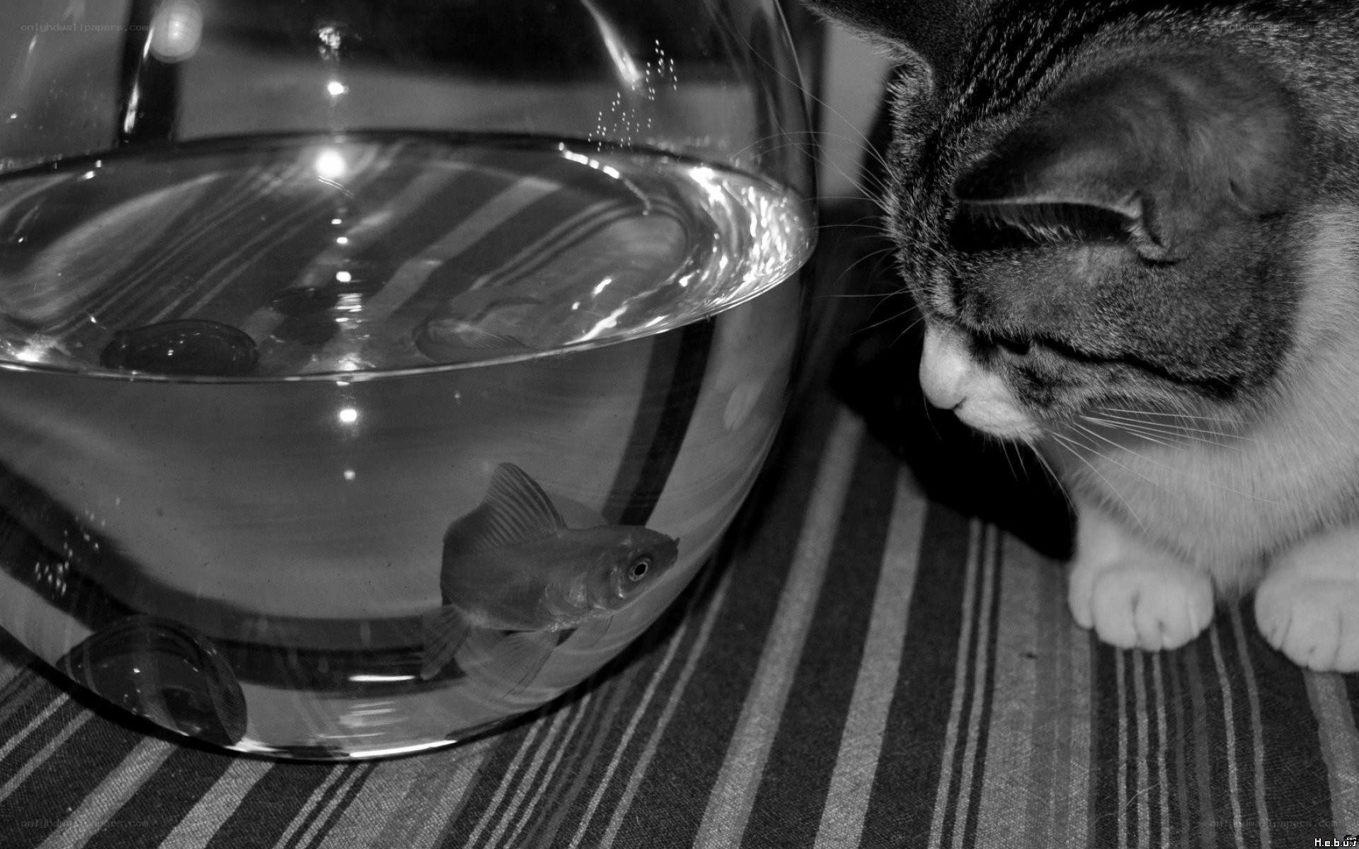 cat watching a fish in a bowl