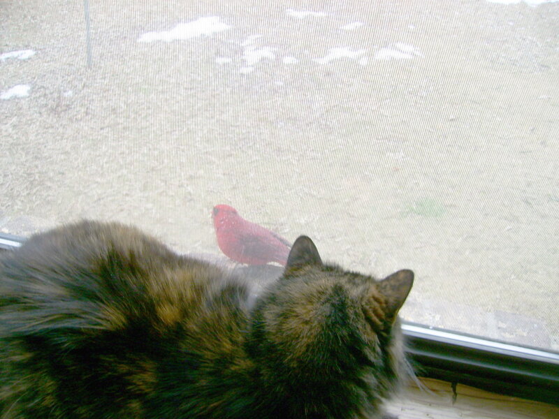 Cat Watching Bird — Brown