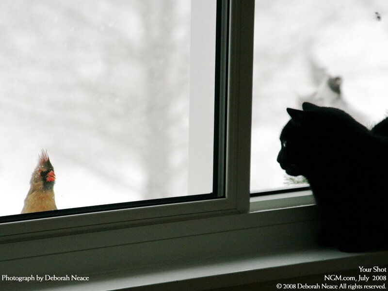 Cat watching bird outside window