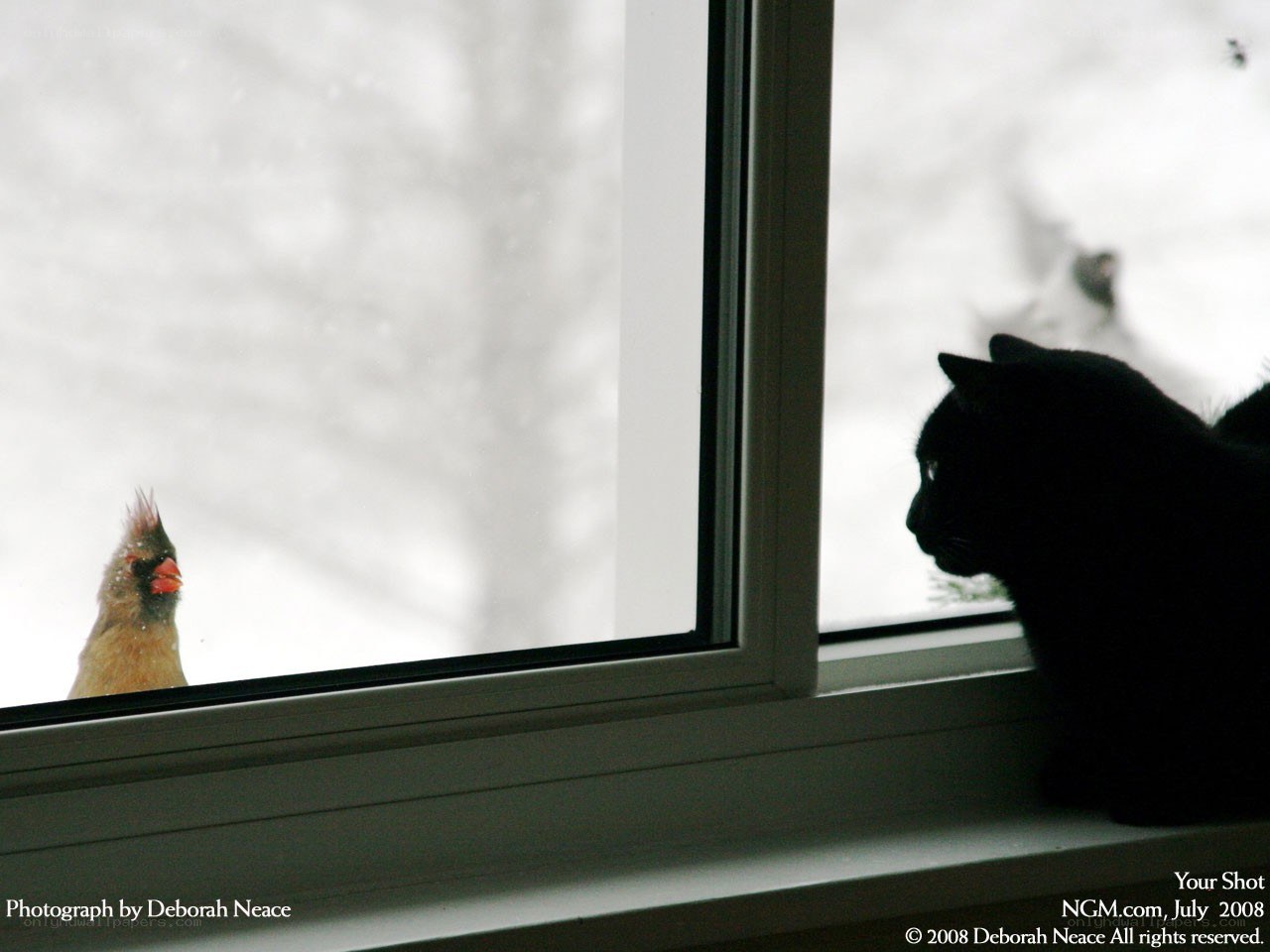Cat watching bird outside window