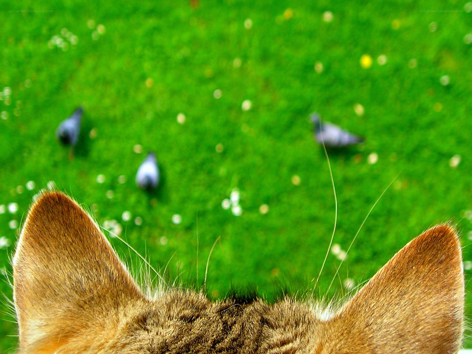 cat watching birds on grass