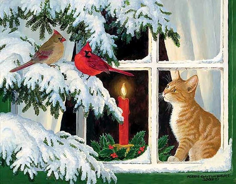 Cat Watching Cardinals