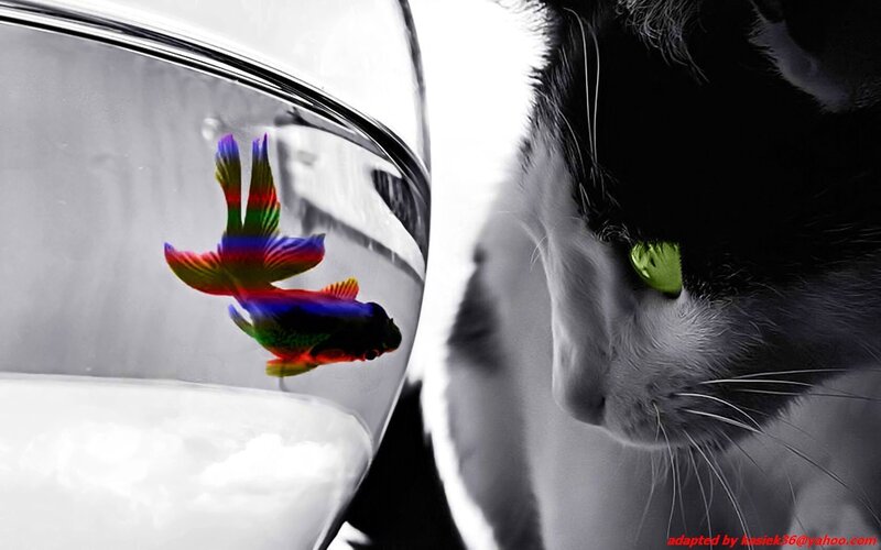 cat watching colorful fish