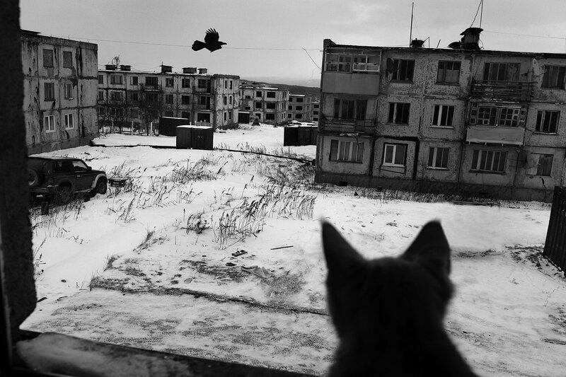 Cat Watching Crow