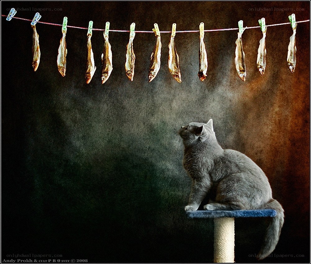 Cat watching drying fish