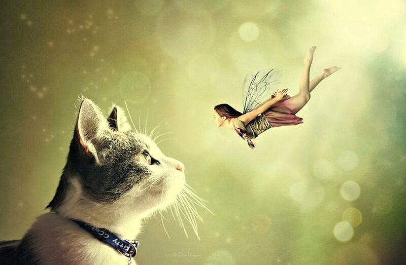 Cat Watching Fairy