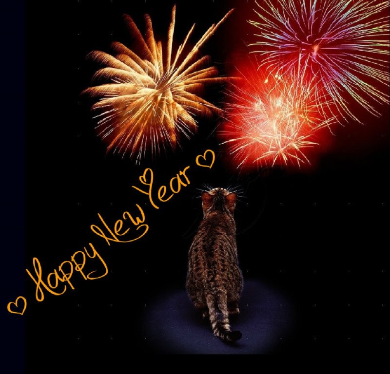 Cat Watching Fireworks