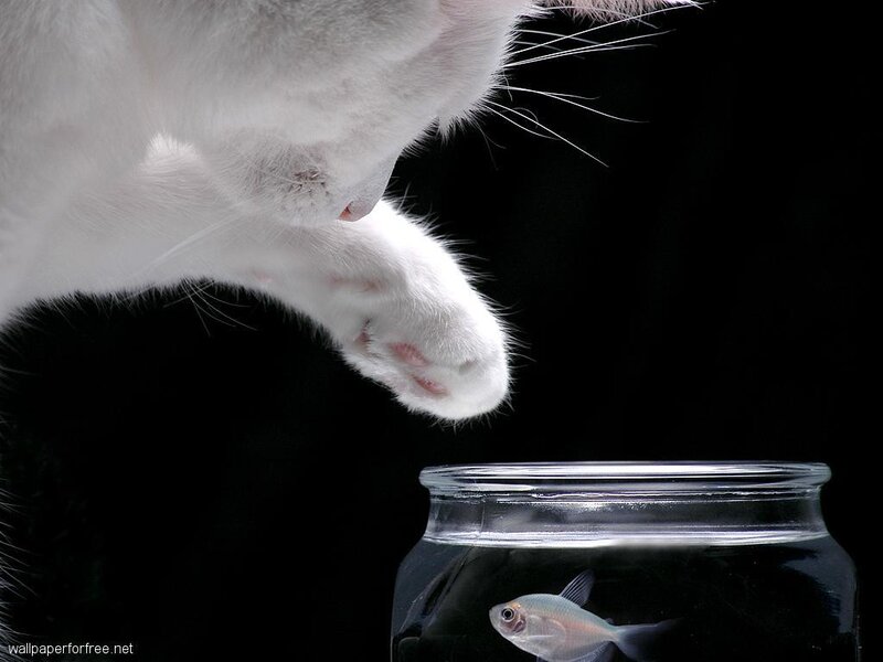 cat watching fish in a jar
