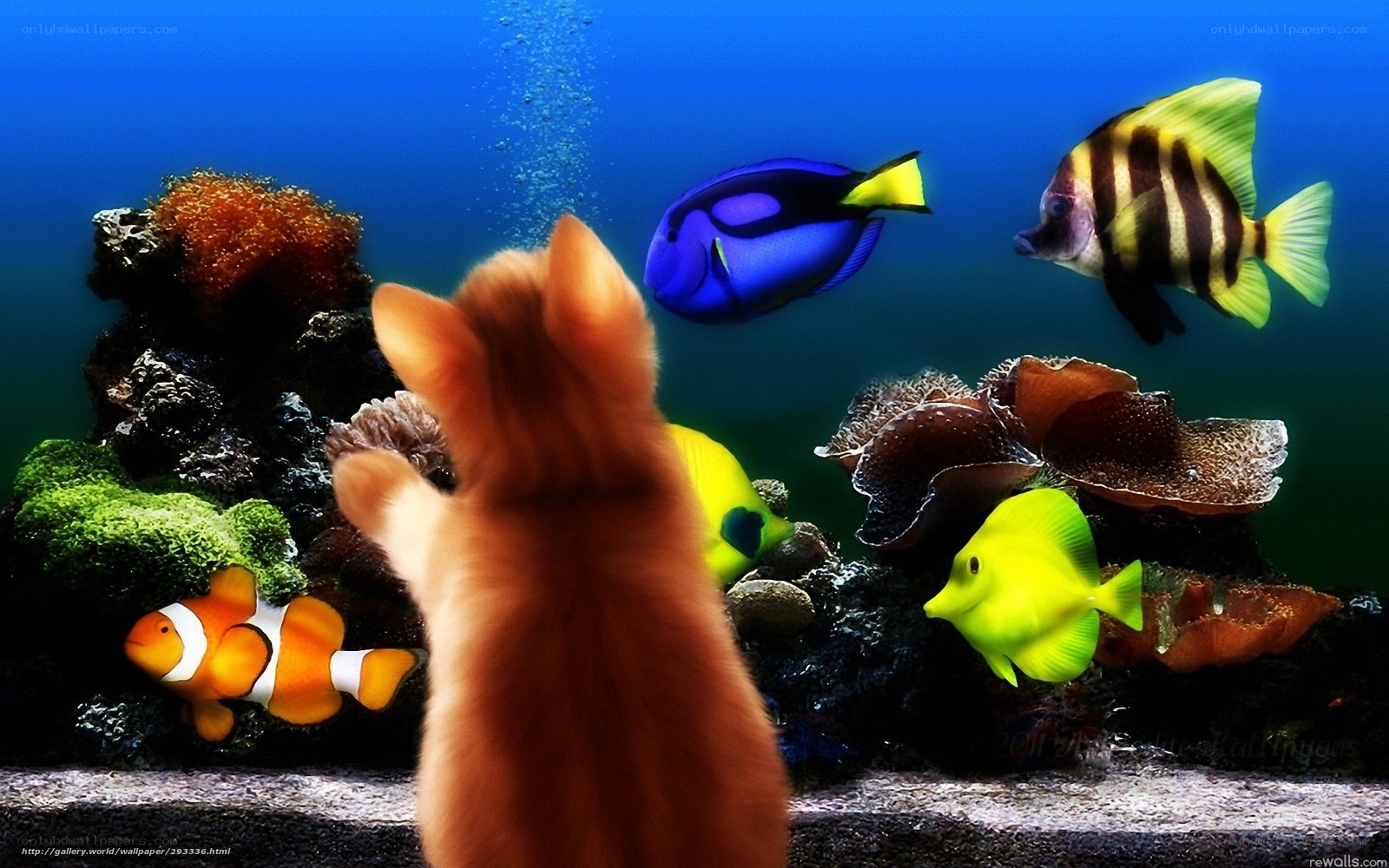 cat watching fish in aquarium