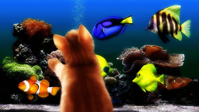 Cat Watching Fish Tank — Blue