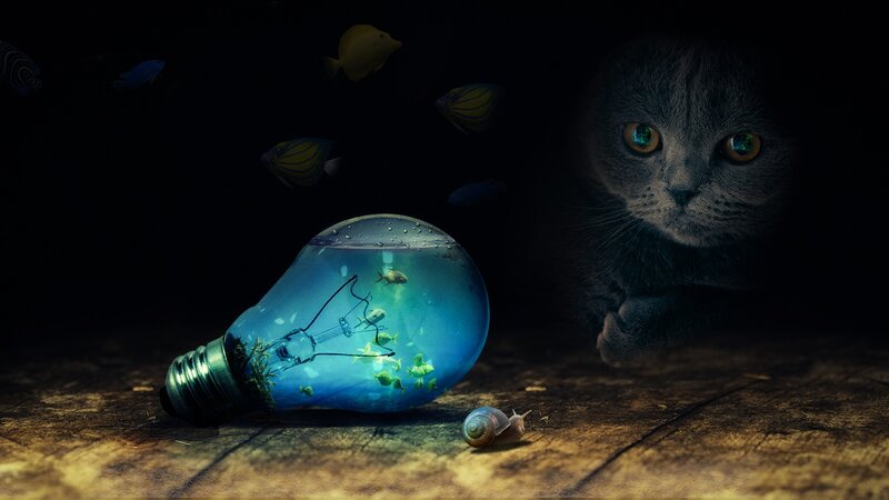 Cat Watching Fishbowl