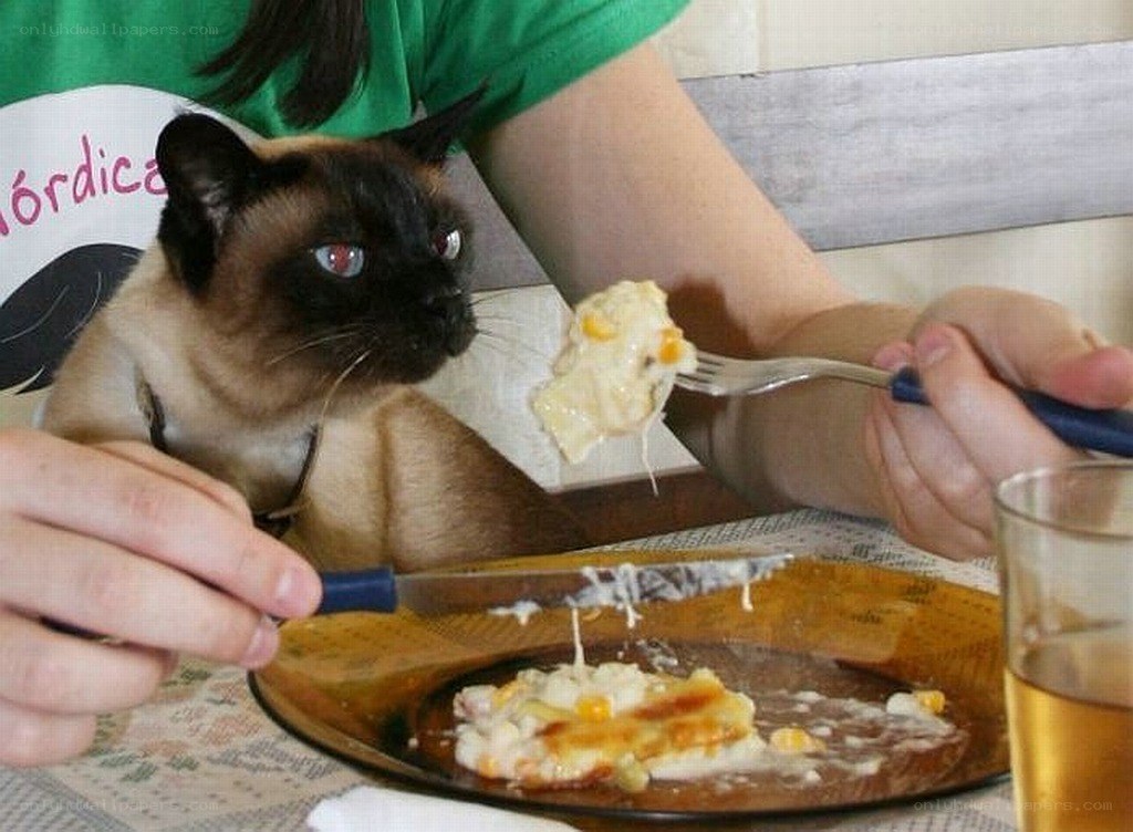 cat watching food