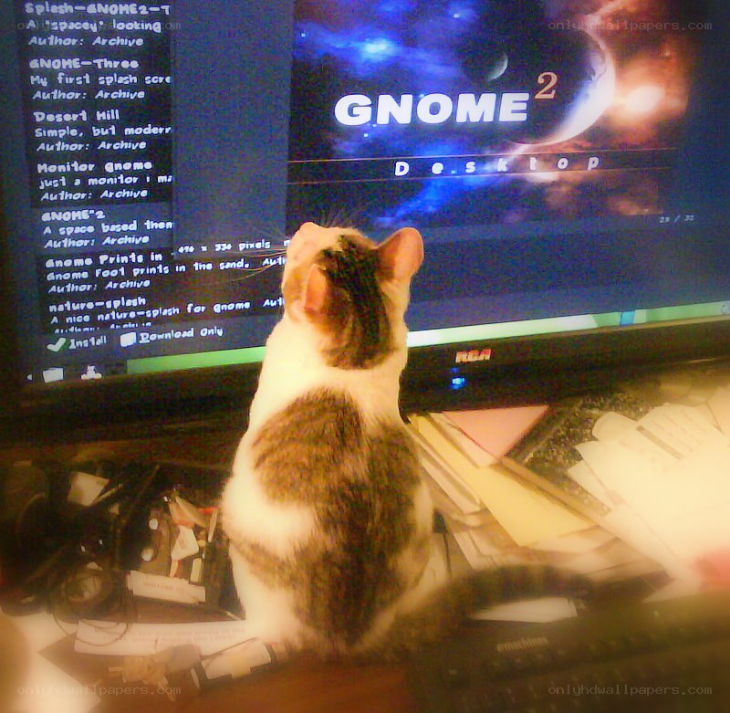 cat watching gnome desktop