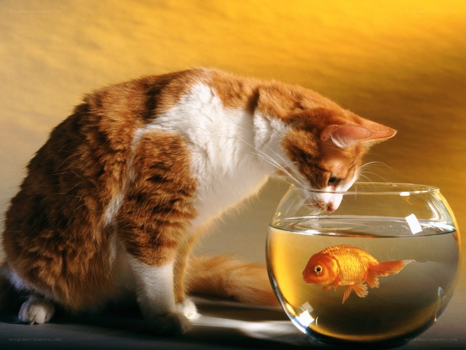 cat watching goldfish