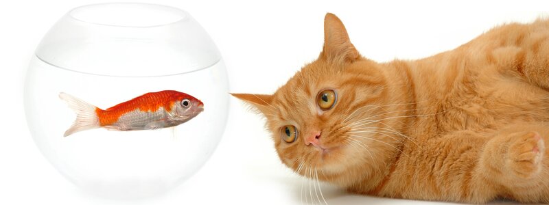 cat watching goldfish