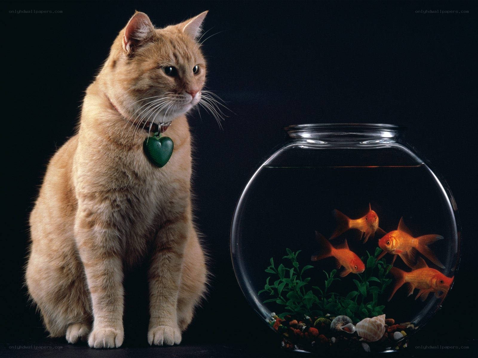 cat watching goldfish