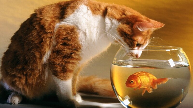 cat watching goldfish