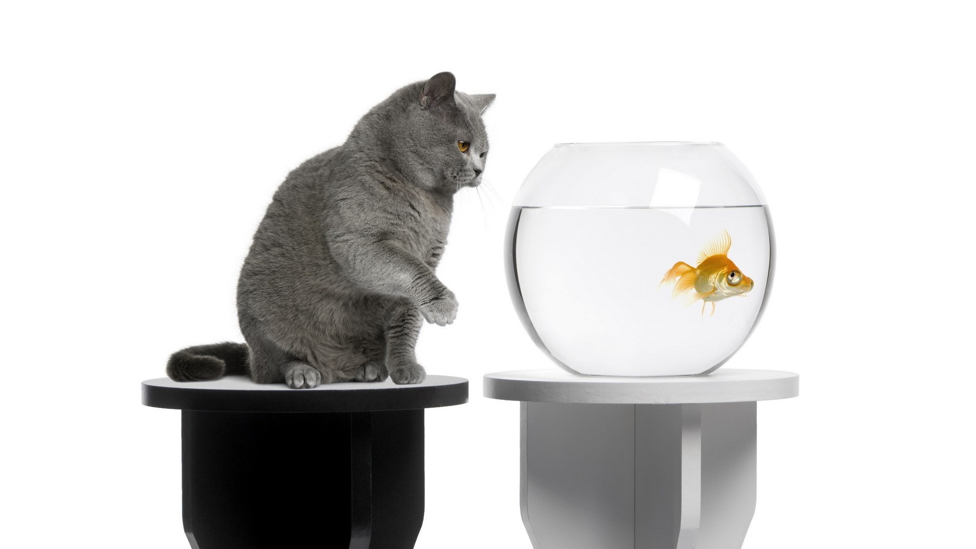 cat watching goldfish
