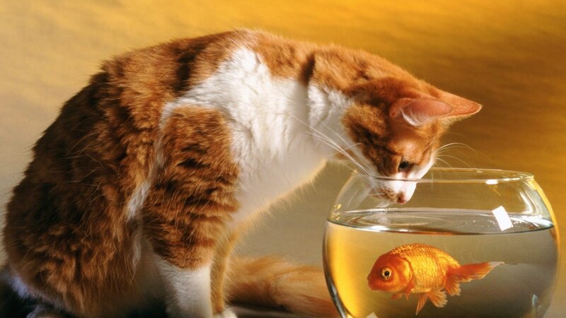 cat watching goldfish