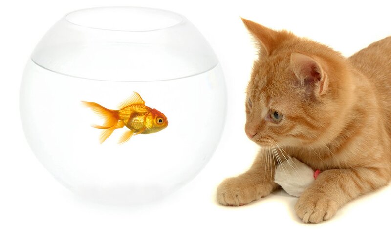 cat watching goldfish