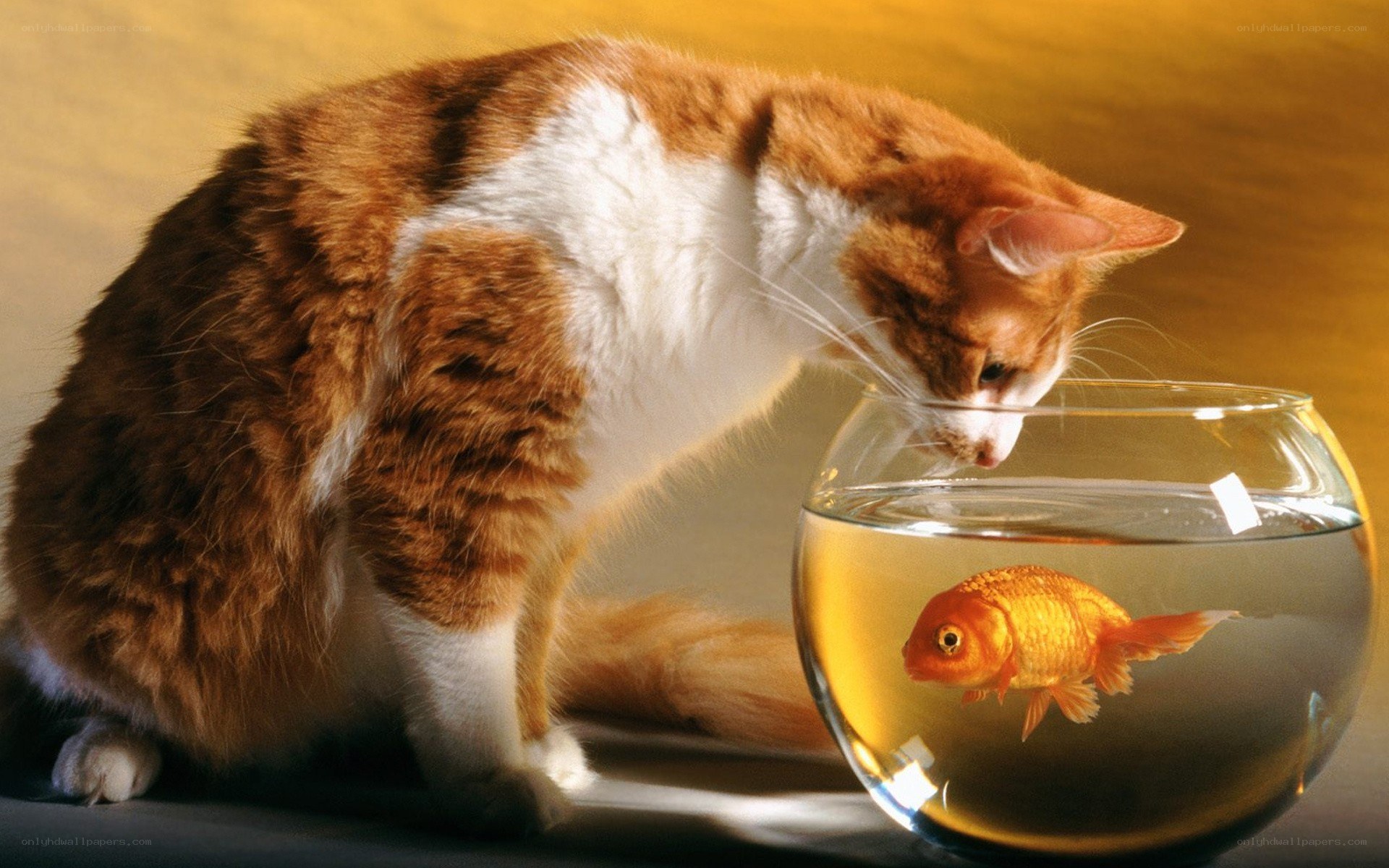 cat watching goldfish