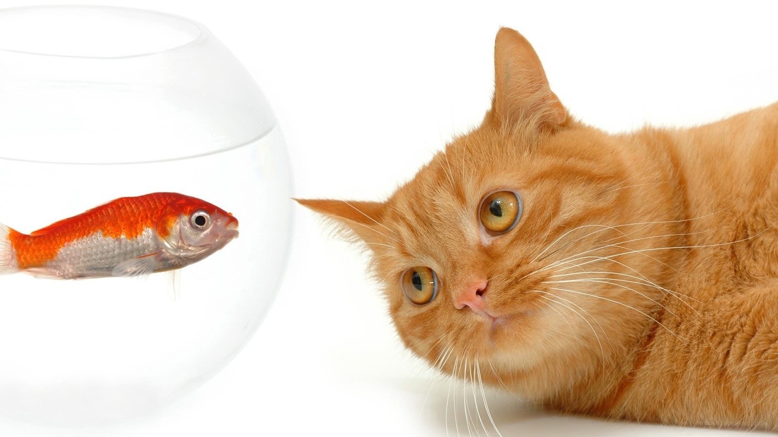 cat watching goldfish