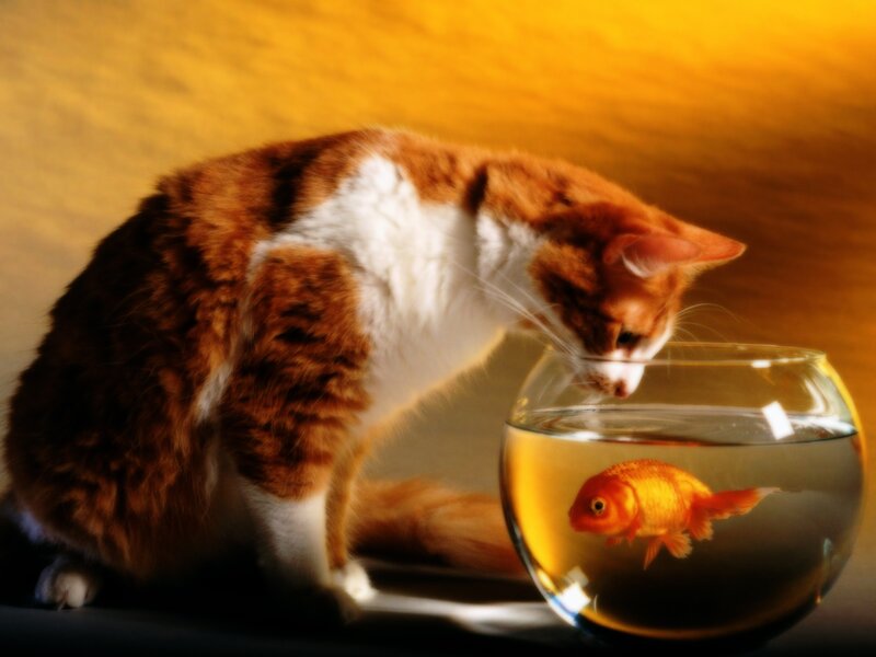cat watching goldfish