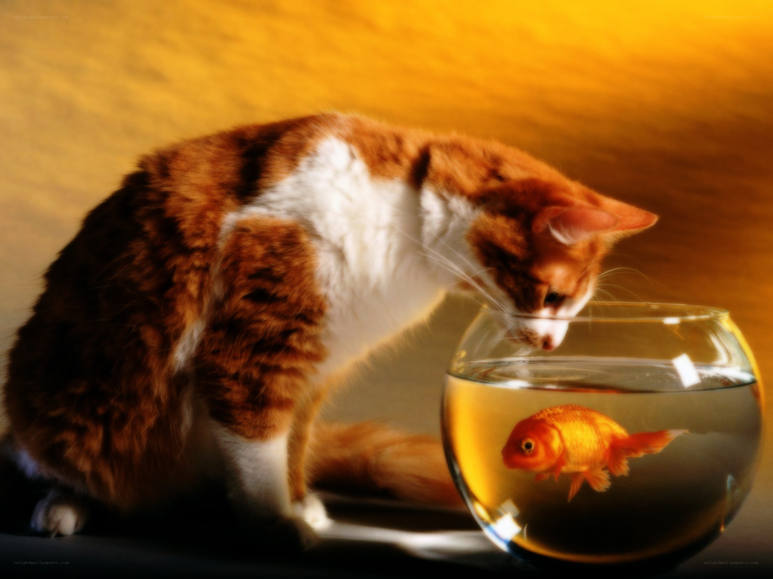 cat watching goldfish
