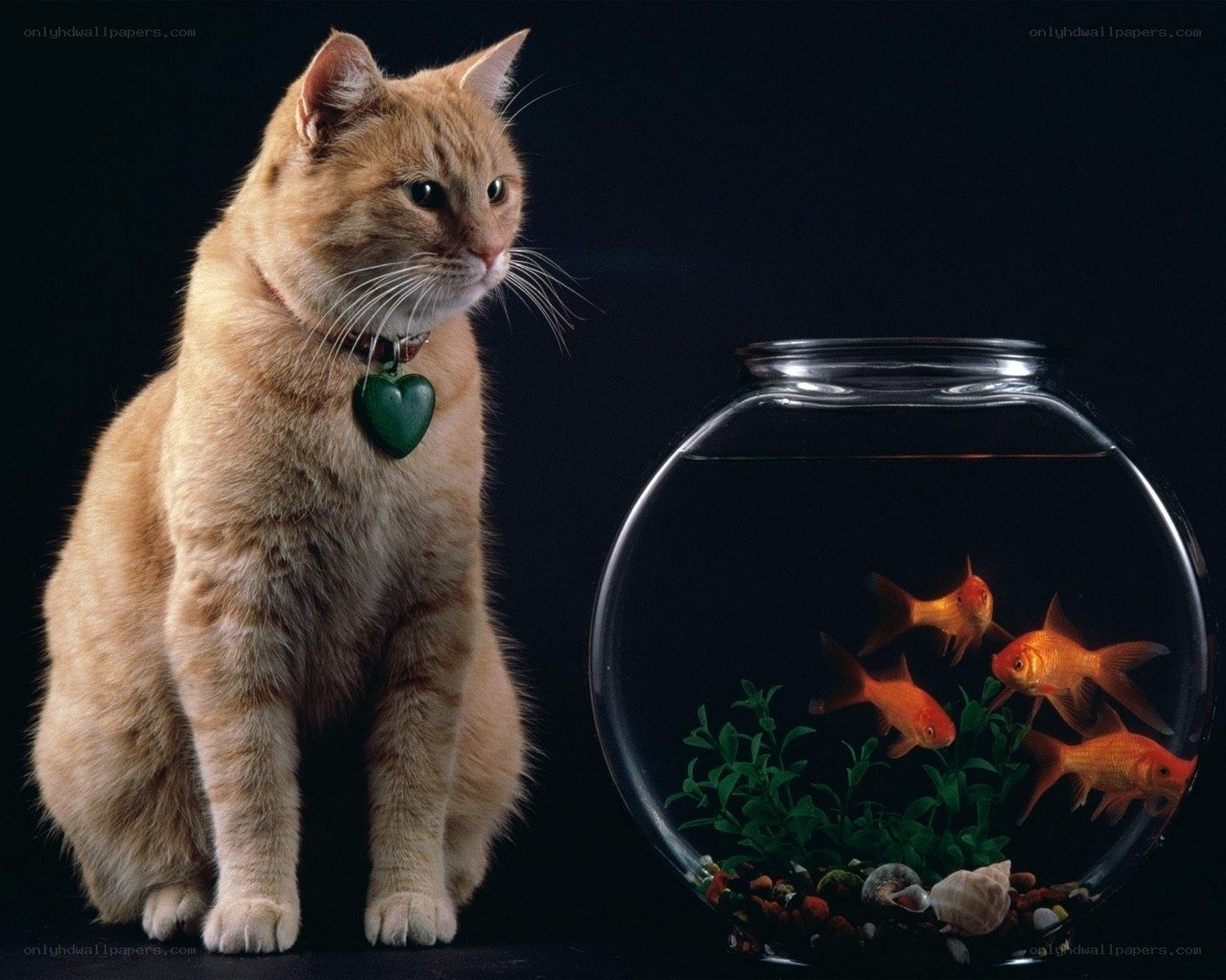 cat watching goldfish