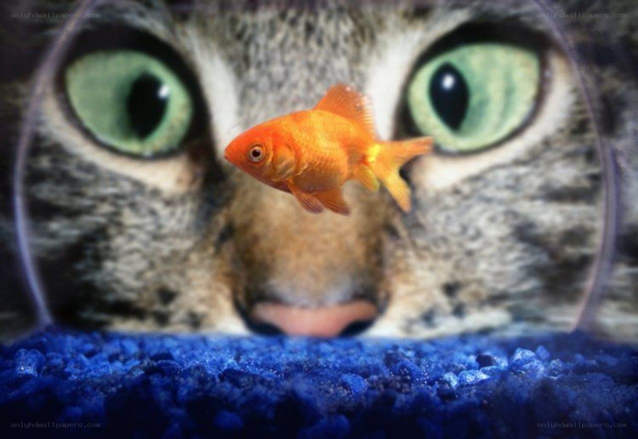 cat watching goldfish