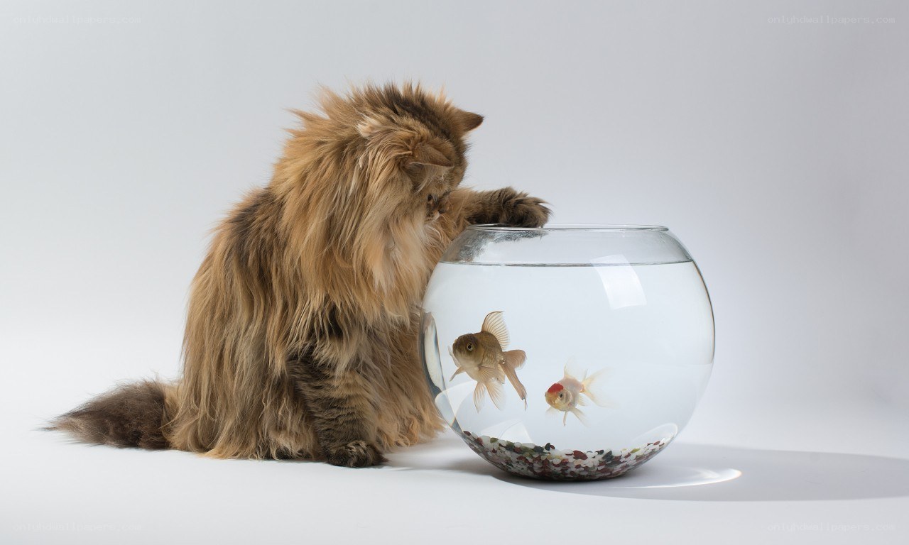 cat watching goldfish