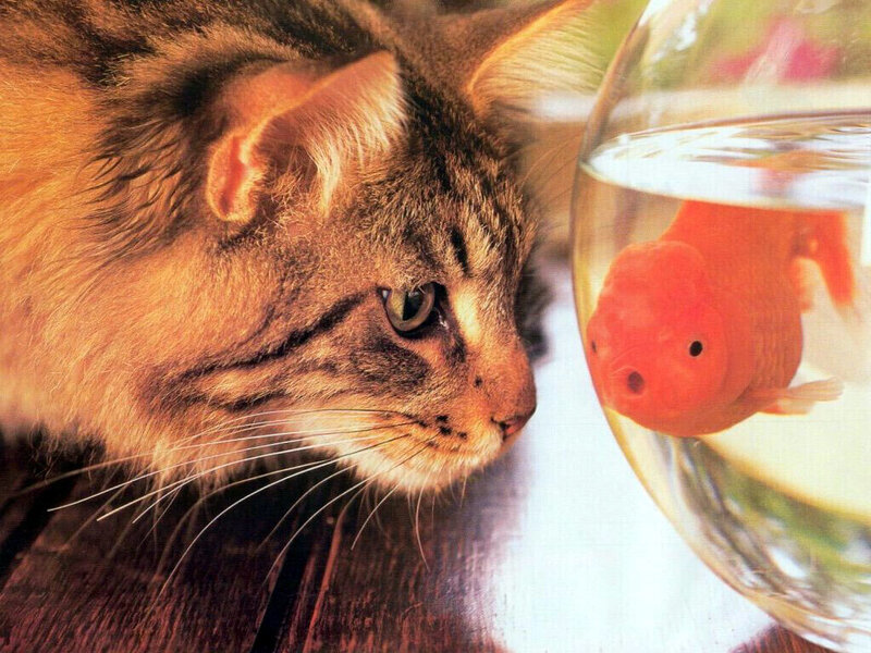 cat watching goldfish