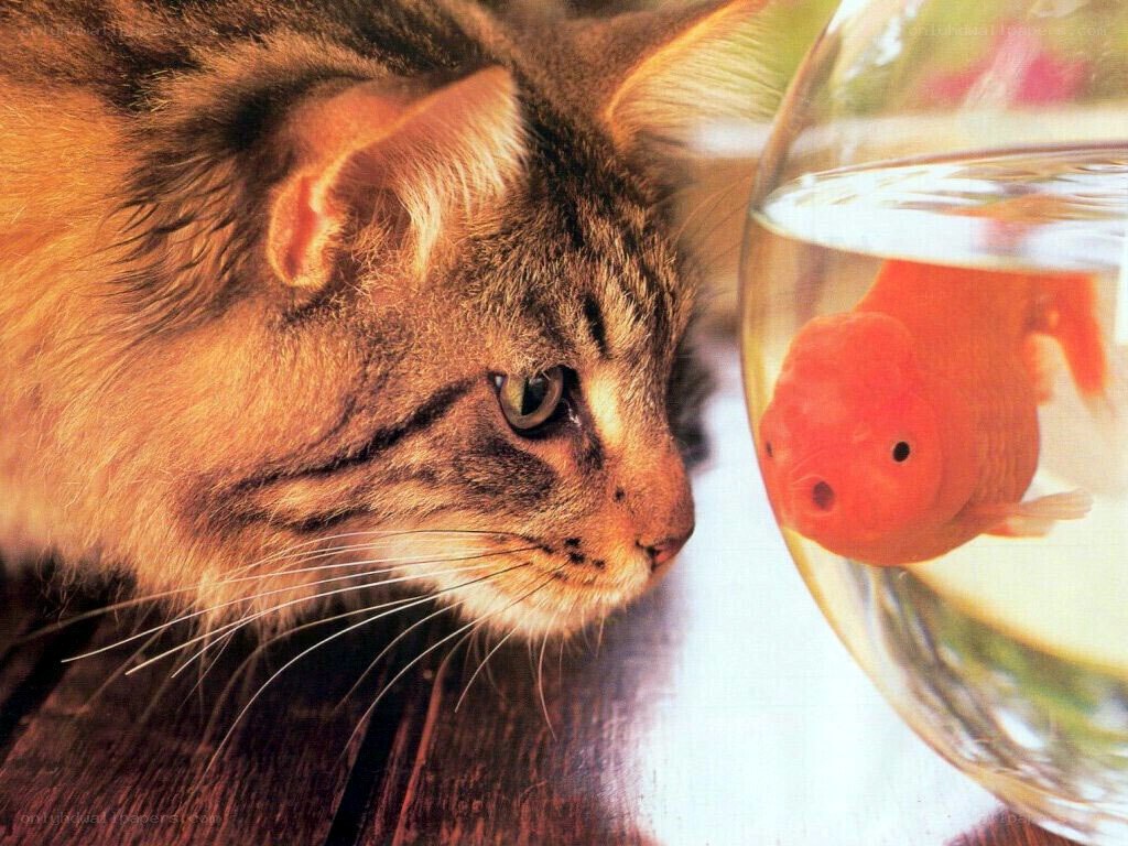 cat watching goldfish