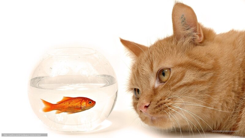 cat watching goldfish