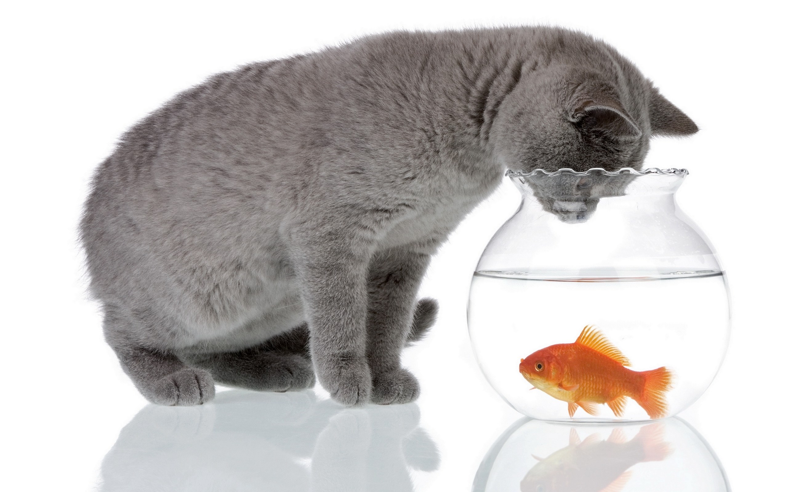 cat watching goldfish