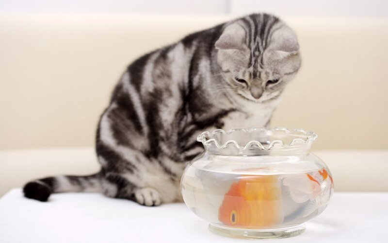 cat watching goldfish in bowl