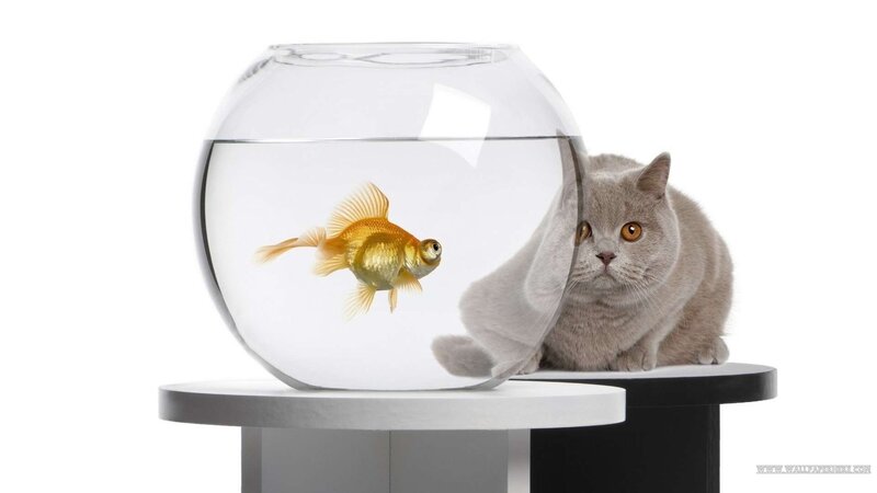 cat watching goldfish in bowl
