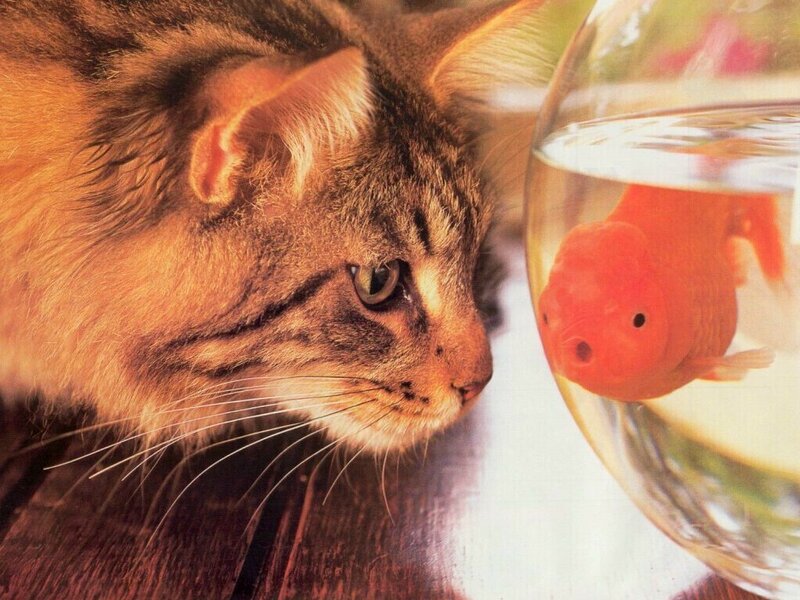 cat watching goldfish in bowl