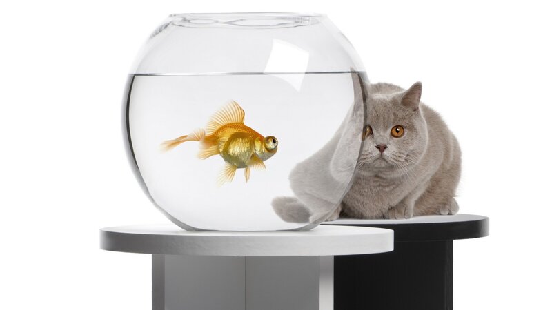 cat watching goldfish in bowl