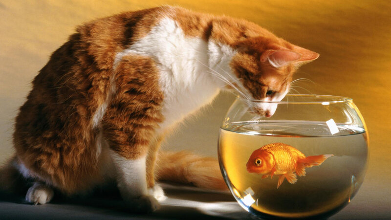 Cat Watching Goldfish — Orange, Calm