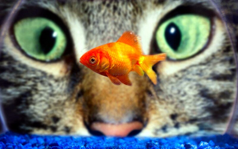 Cat Watching Goldfish — Orange